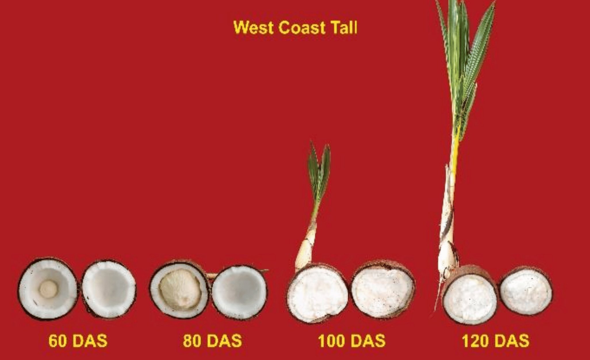 The development of coconut haustorium at different growth stages (DAS = Days after sowing.)