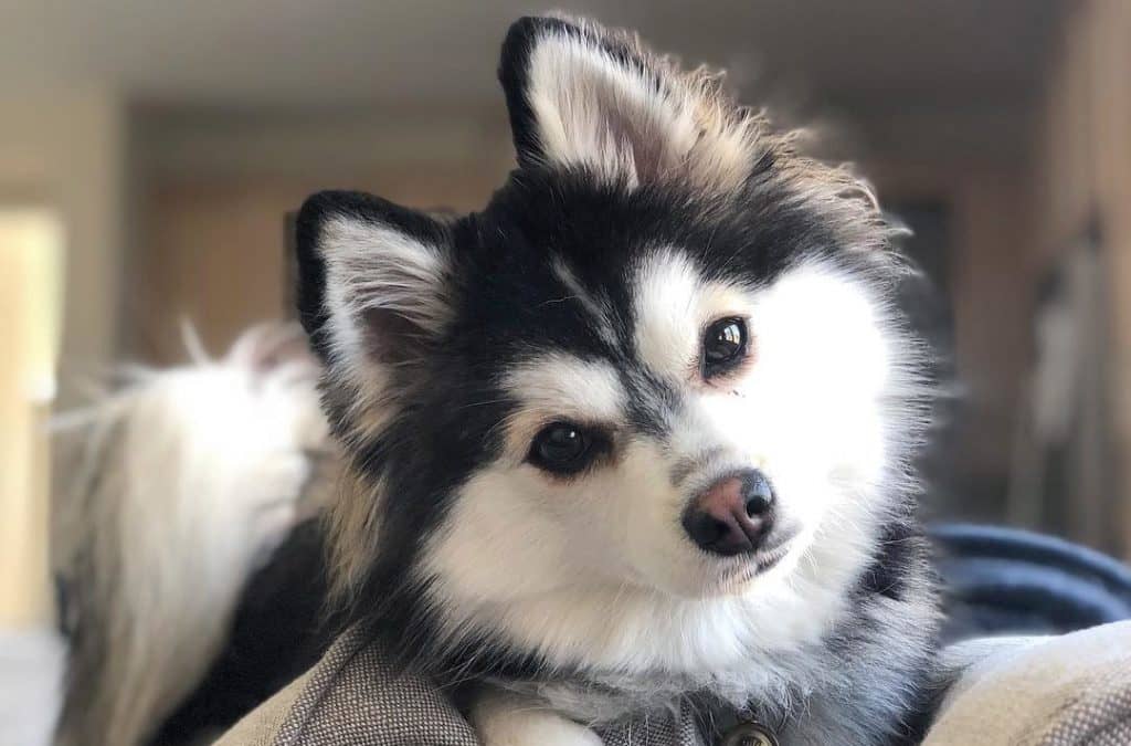 Dog looking at the camera with a head tilt 