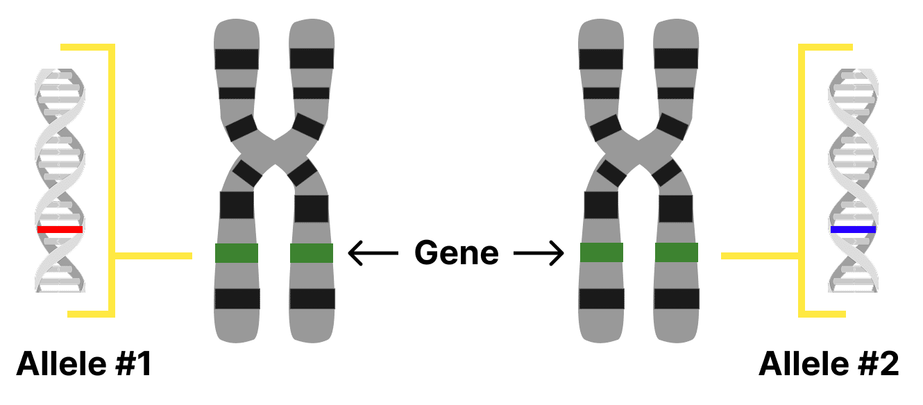Diagram showing the difference between genes and alleles on chromosomes. 