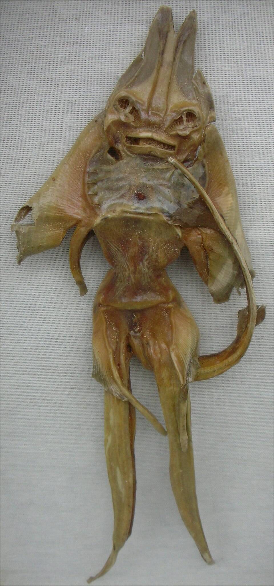a jenny haniver