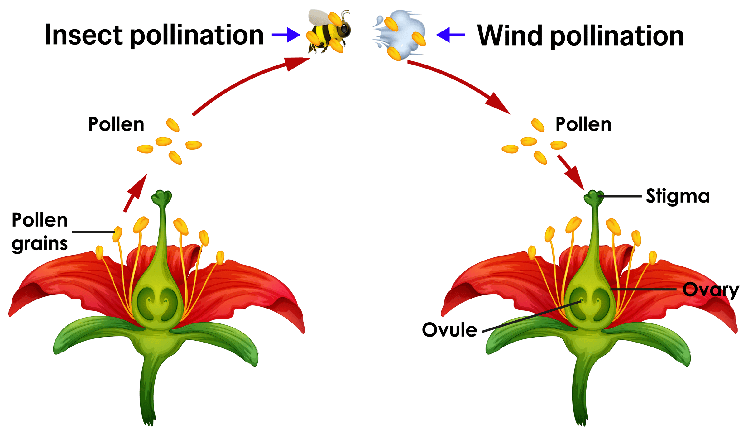 Diagram showing how pollen grains from one plant can be passed, by insects (or another animals) or wind, to reach the stigma of another plant, fertilizing its ovules.