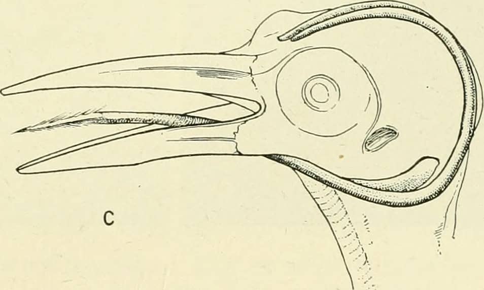 Head and tongue (a) of California Woodpecker, showing general structure of tongue with backward-pointing brush at tip {h) and long insertion of base of tongue (c) around back of skull.