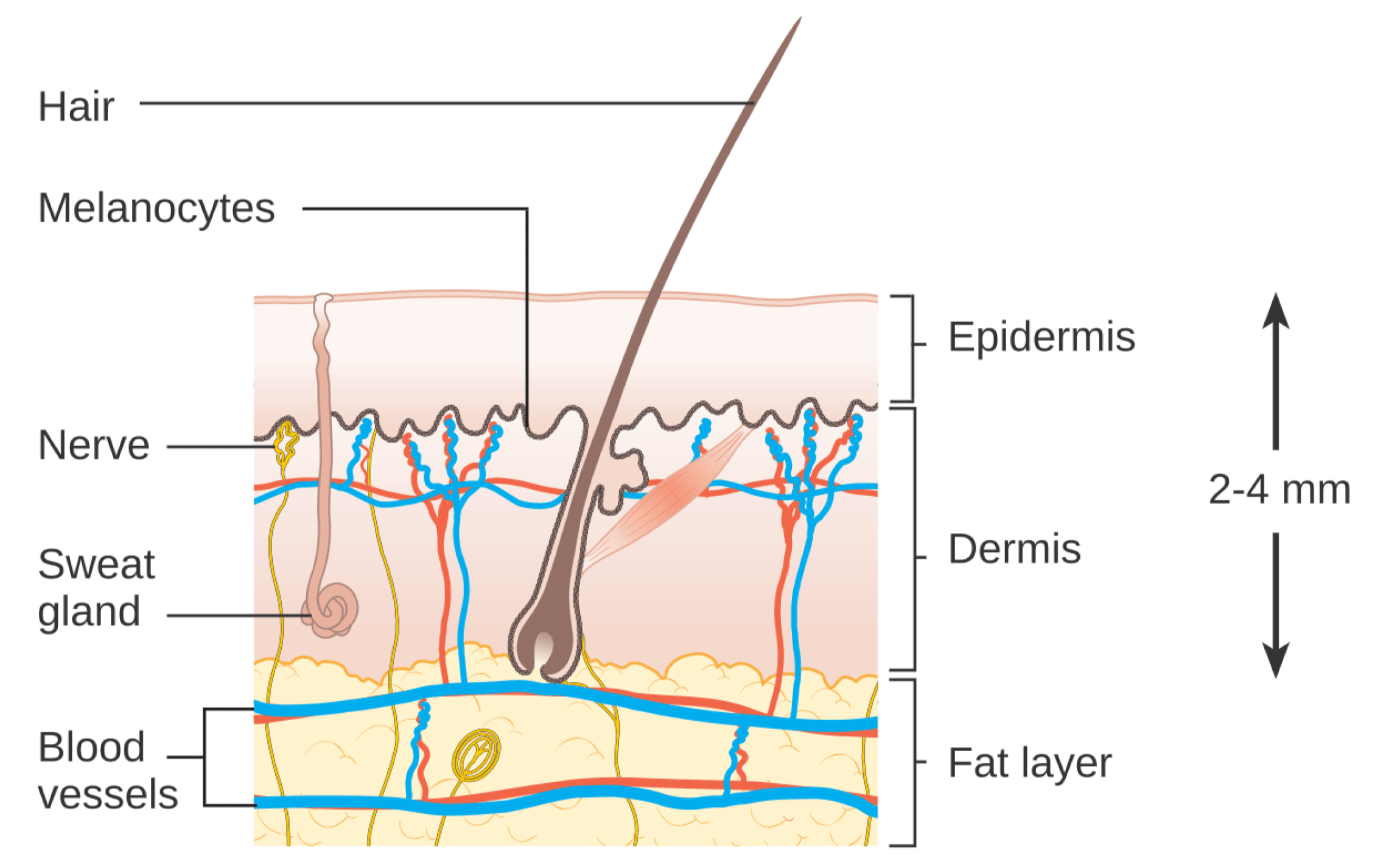 Diagram of skin layers: epidermis (melanocytes, hair), dermis (nerves, sweat glands, blood vessels), and fat layer, with a total thickness of 2-4 mm.