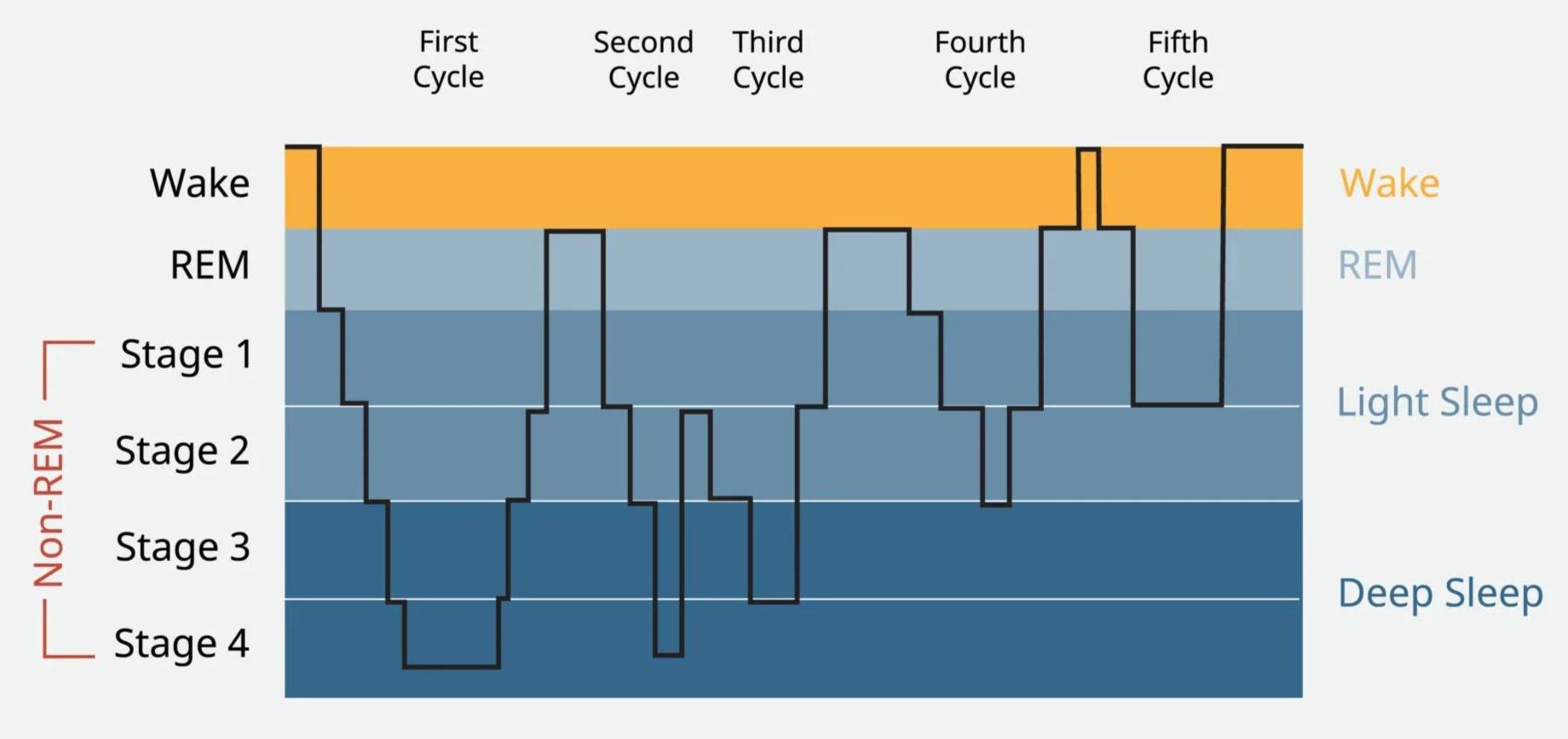 Diagram showing the different sleep stages and common cycles