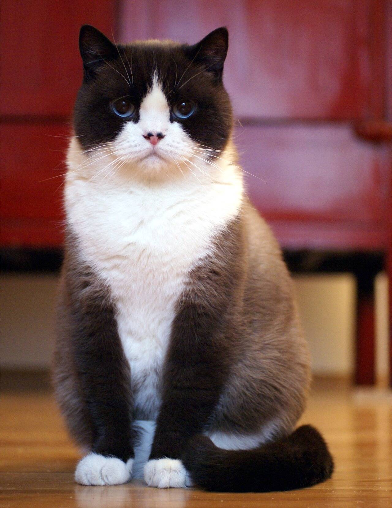 A bicolored cat with white spots (and mittens).