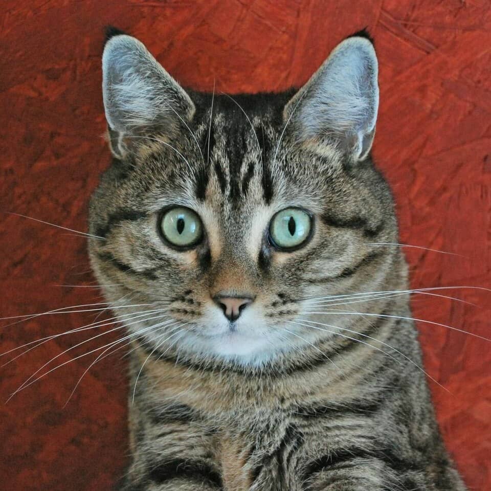 A tabby cat with the characteristic M-shaped forehead mark 