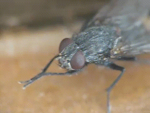 fly rubbing its hands together