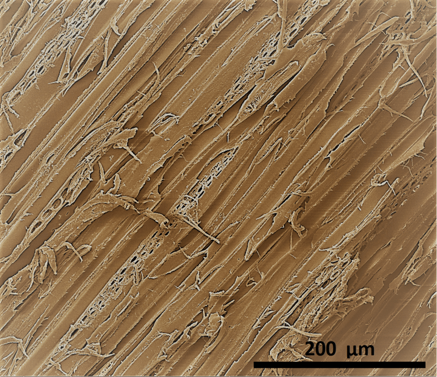 Microscopic image of wood's rough surface