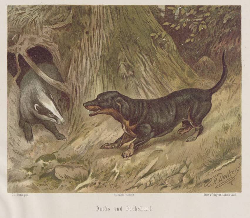 painting of a dachshund dog hunting a badger