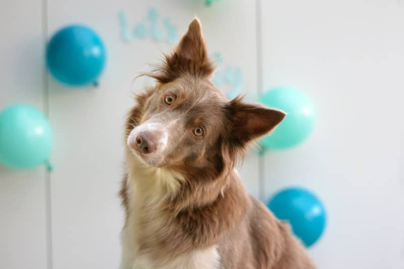 brown and white border collie mix