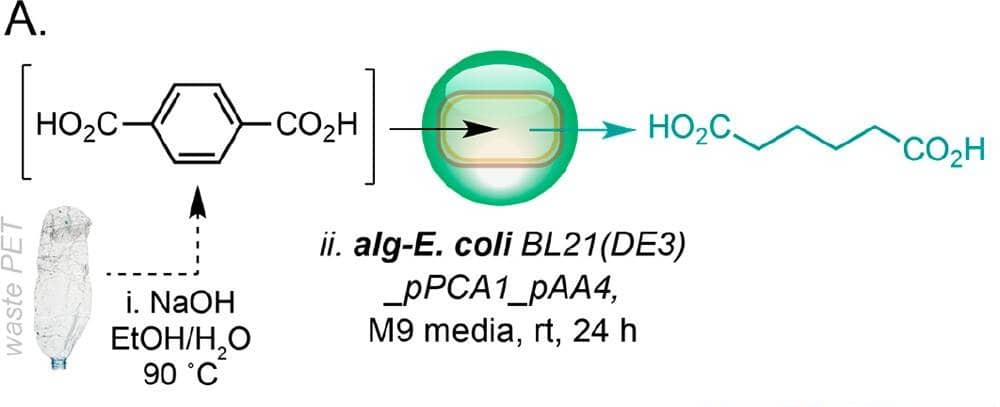  Diagram showing how engineered E. coli can be used for biodegradation.