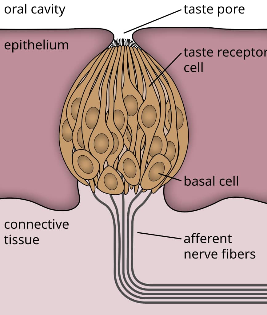 Schematic drawing of a taste bud labelled in English