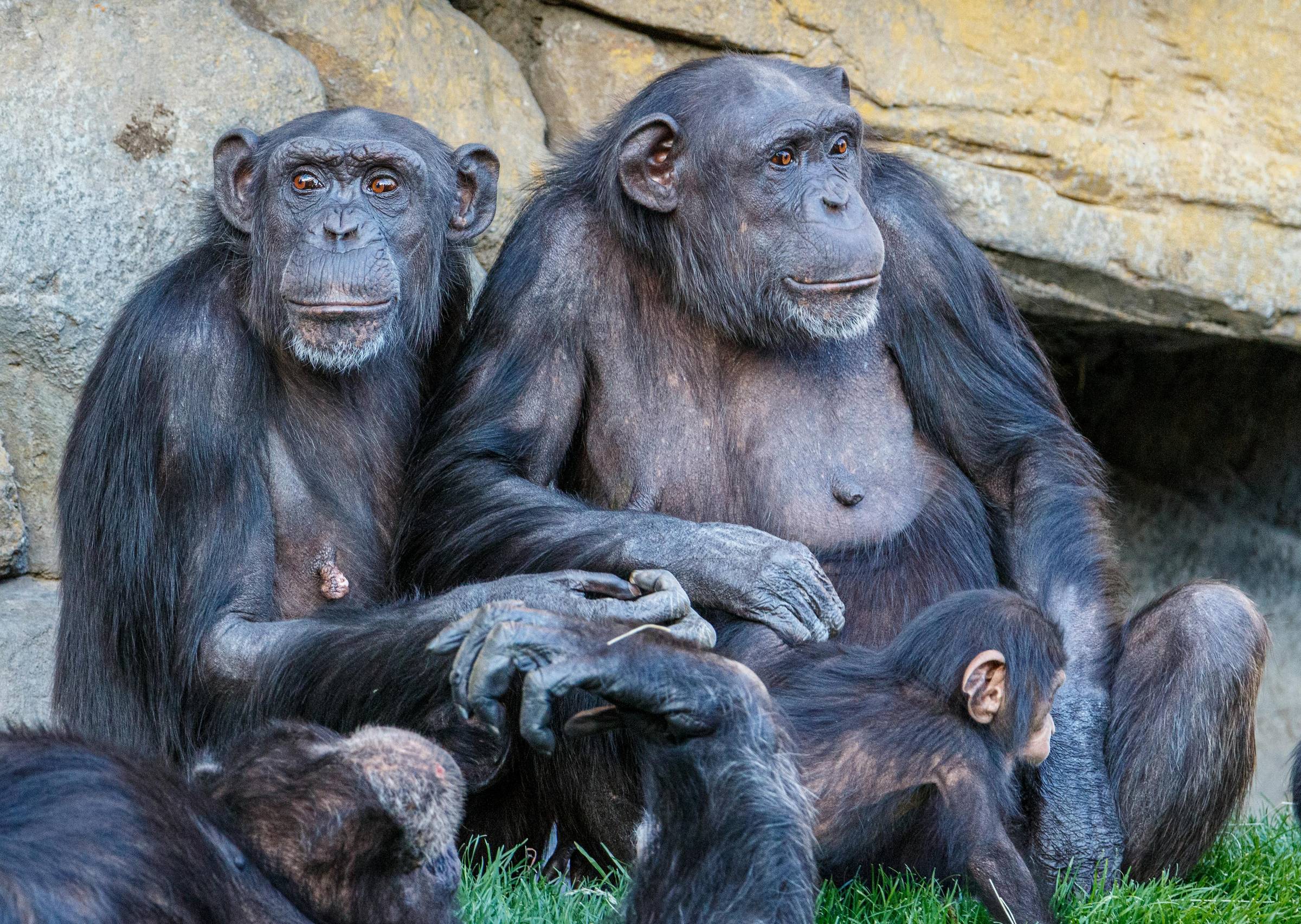 Chimpanzee adults watching over a baby.