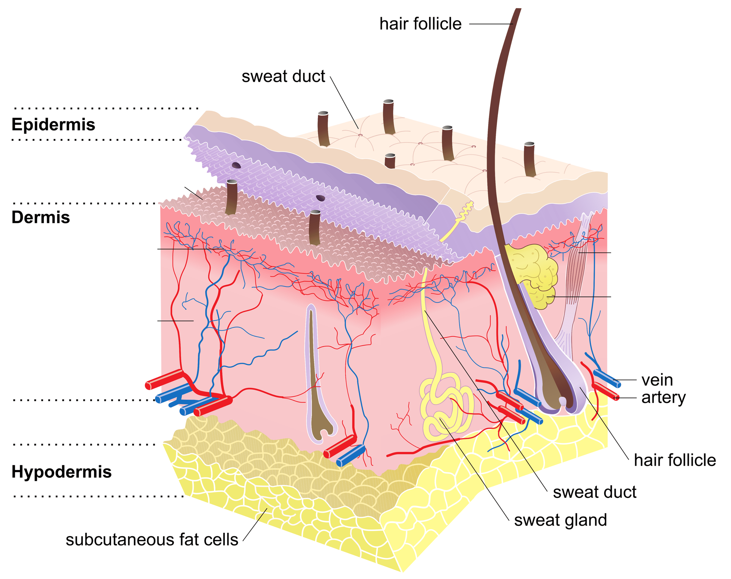 Diagram of the anatomy of skin