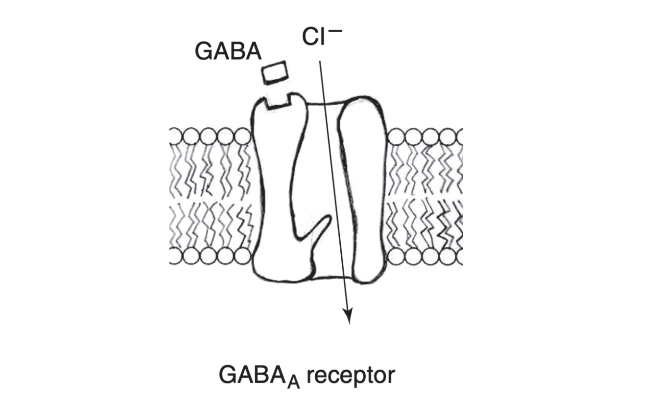 GABA_A receptor 