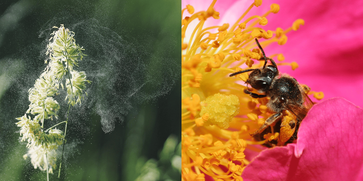 Left: wind-pollinated plant. Right: insect-pollinated plant. 