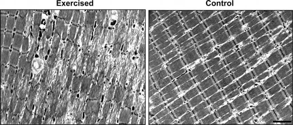 Muscle fibers that have been exercised (left) show damage with broken structures, while unexercised fibers (right) look neat and organized. This shows how exercise can cause tiny tears in muscles. 