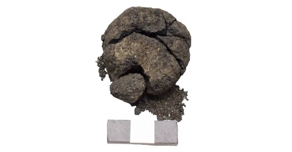 A small piece of 8,600 year old bread dough with leavened properties