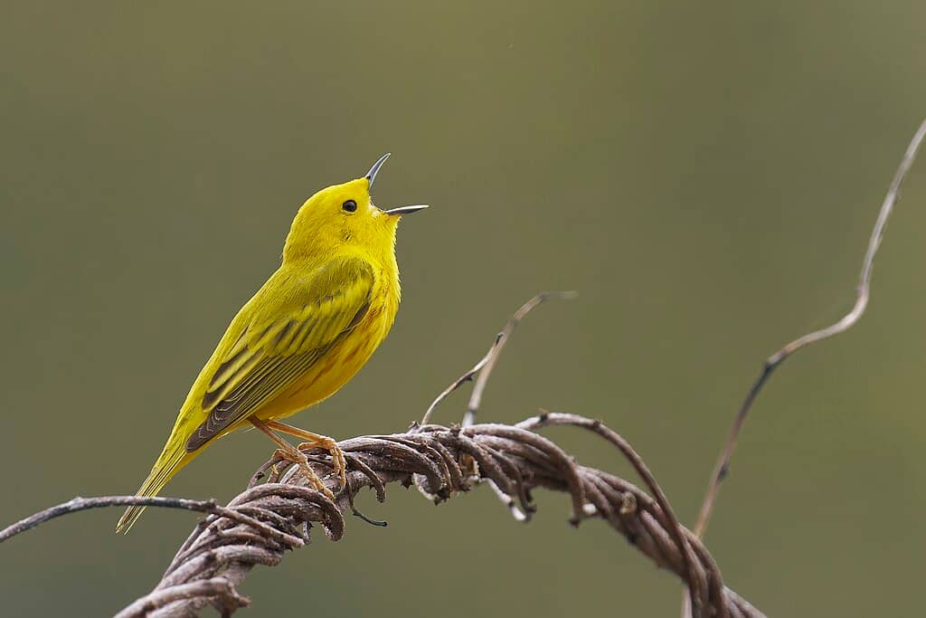 A yellow warbler sings in front of a blurry green natural backdrop
