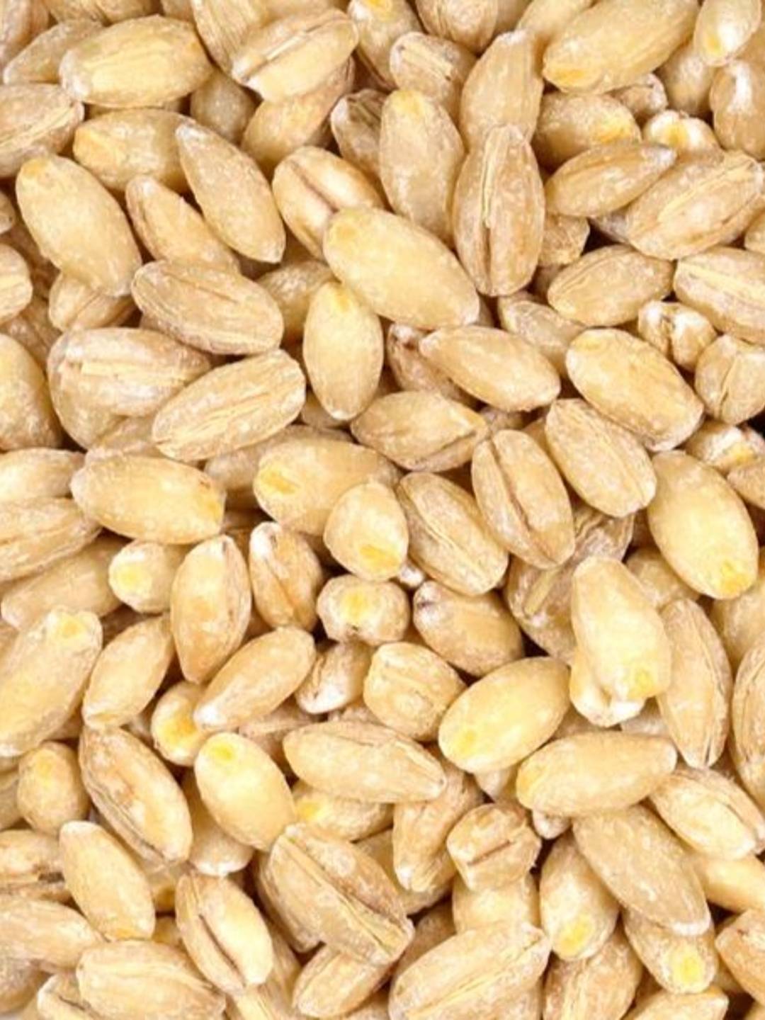 closeup of barley grains