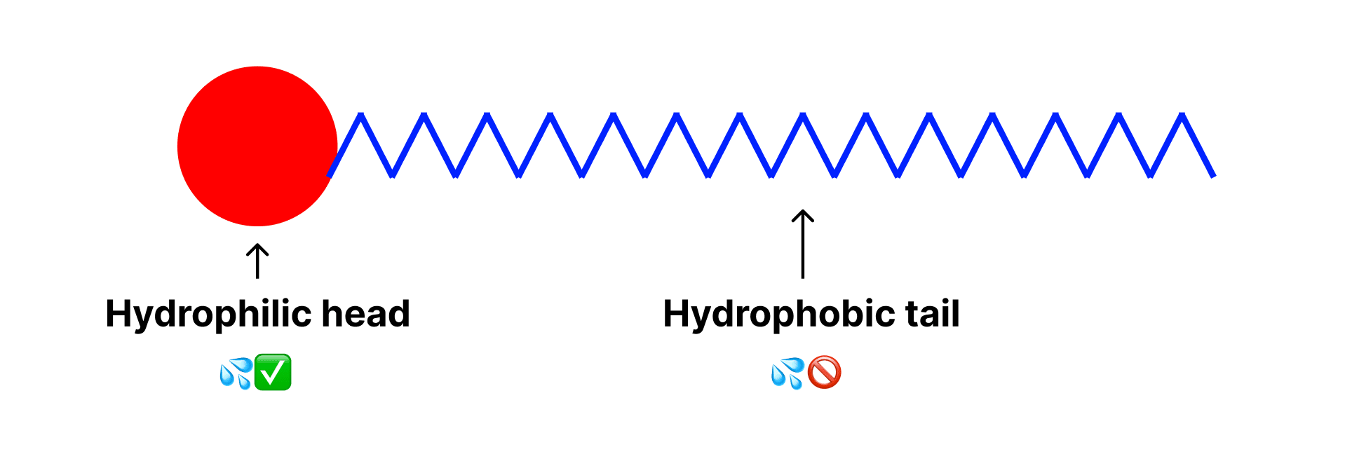 Diagram of a soap molecule with a hydrophobic head and hydrophilic tail