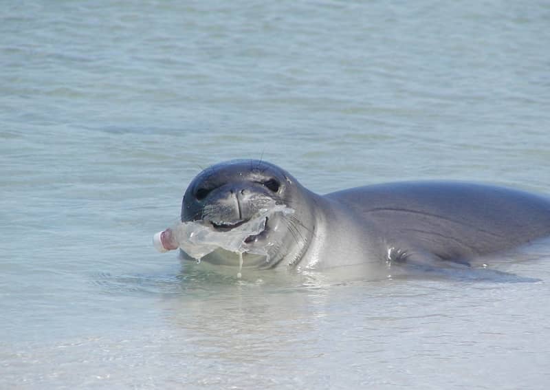 seal eating water bottle.