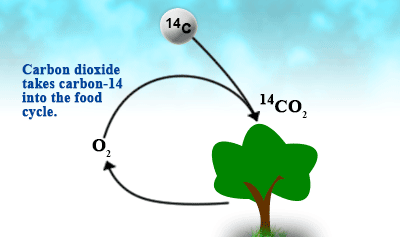 Diagram showing the incorporation of carbon-14 ( 14 𝐶 14  C) into the food cycle. The image illustrates how carbon-14, in the form of carbon dioxide ( 14 𝐶 𝑂 2 14  CO  2 ​  ), is absorbed by plants during photosynthesis. Oxygen ( 𝑂 2 O  2 ​  ) is released back into the atmosphere. The cycle indicates that carbon dioxide containing carbon-14 is taken up by plants, which become a part of the food chain.