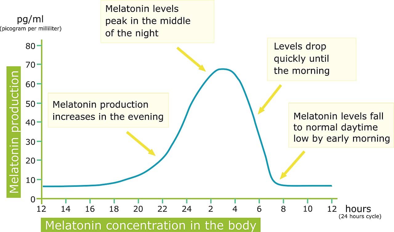 diagram showing melatonin levels over the course of a 24 hour day