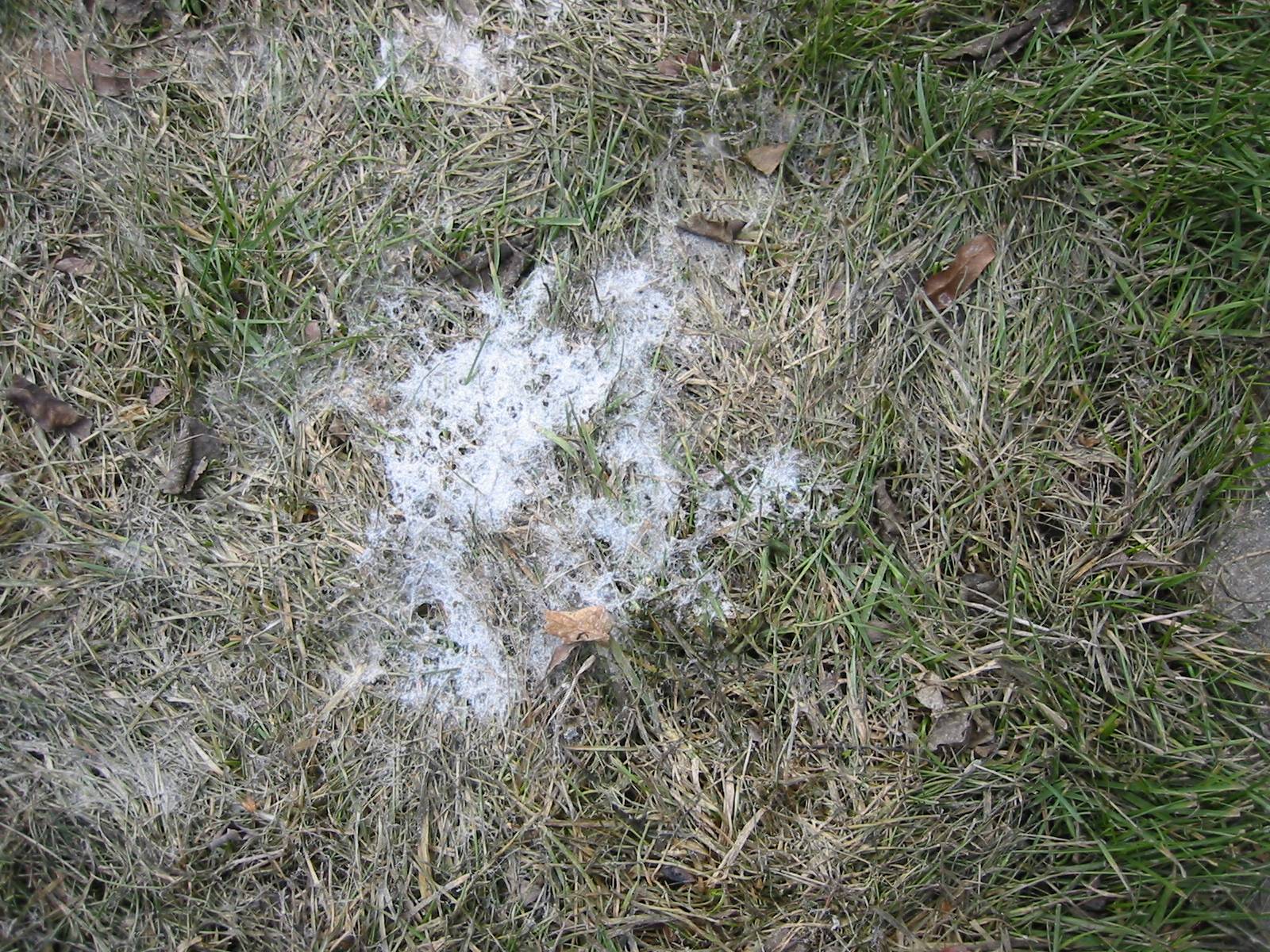 Snow mold on grass. 