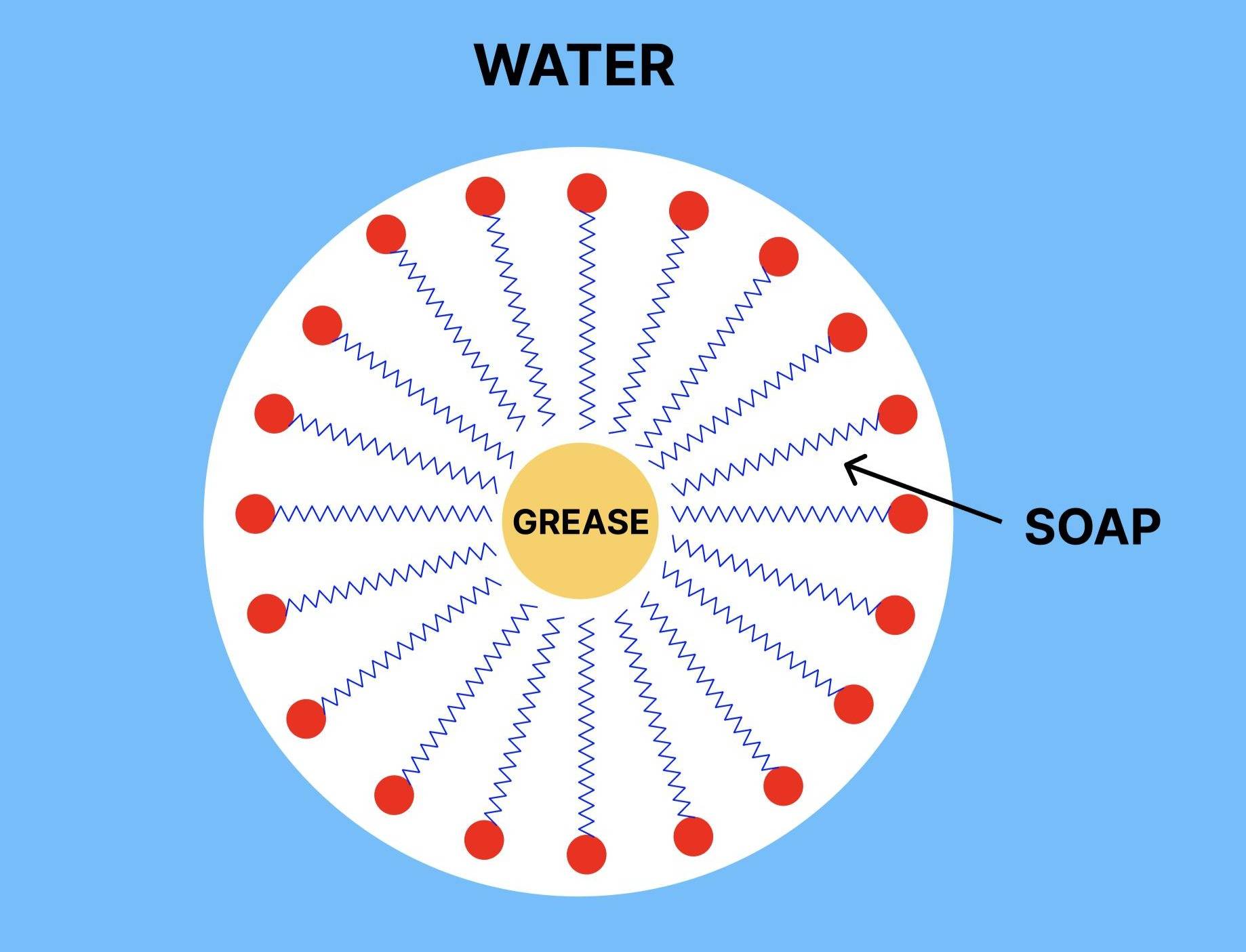 Diagram of a soap micelle forming around grease, while being suspended in water.