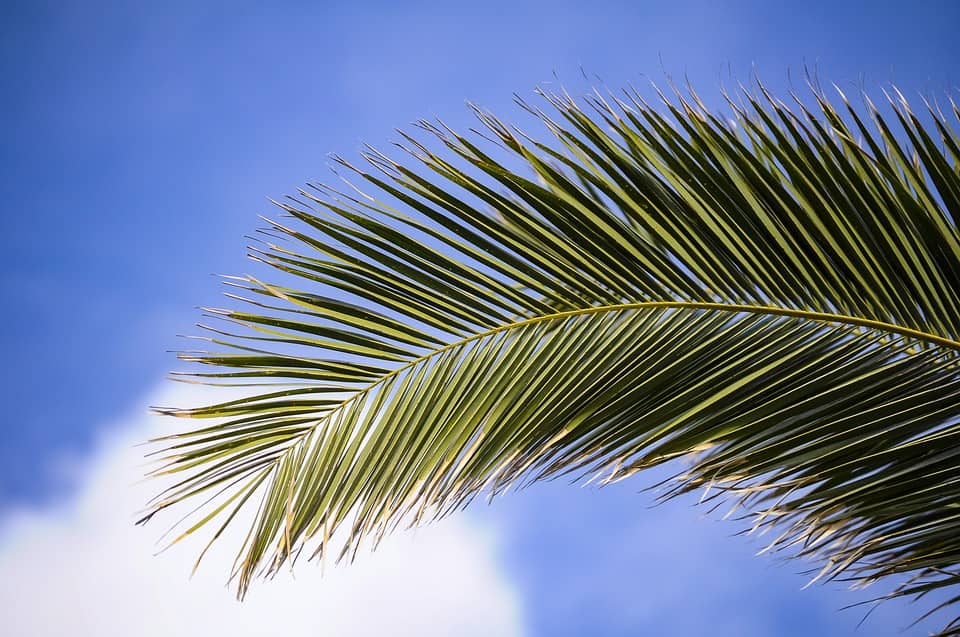 An image showing palm fronds with a backdrop of a partly cloudy sky