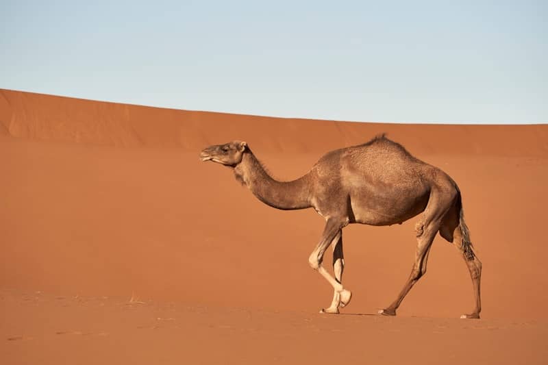 Why do camels have humps?