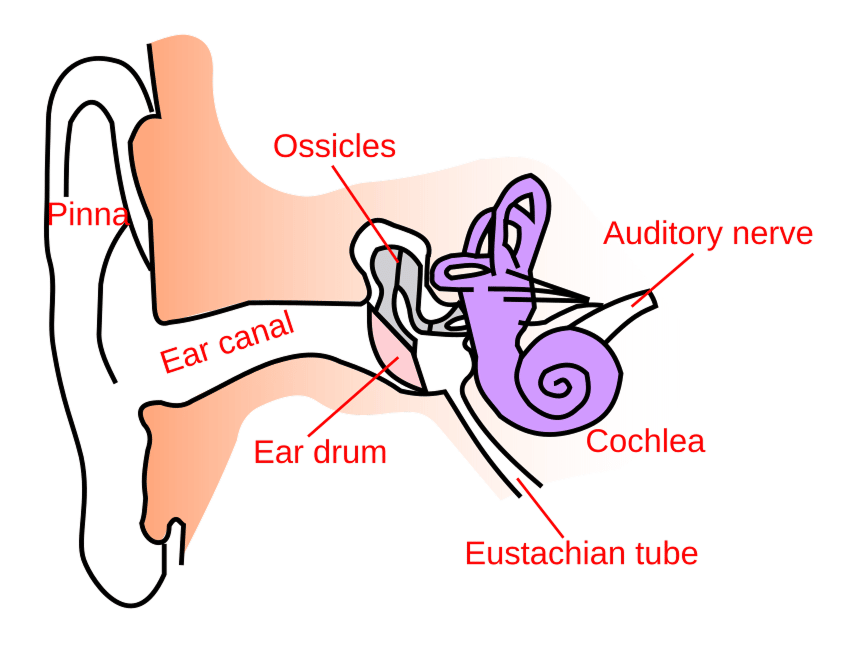 A labeled diagram of the human ear, showing the pinna, ear canal, eardrum, ossicles, cochlea, auditory nerve, and Eustachian tube