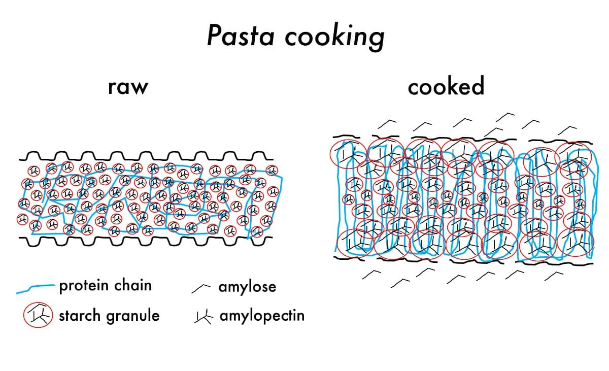 diagram showing the structure changes that result with cooking pasta