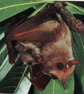dayak fruit bat with its young