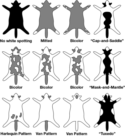 Diagram showing the common white spotting patterns found in cats 