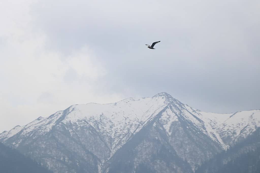 Image of a bird, possibly a gull, flying over the Rara National Park in Nepal