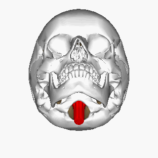 spinning 3d GIF of the brainstem highlighted