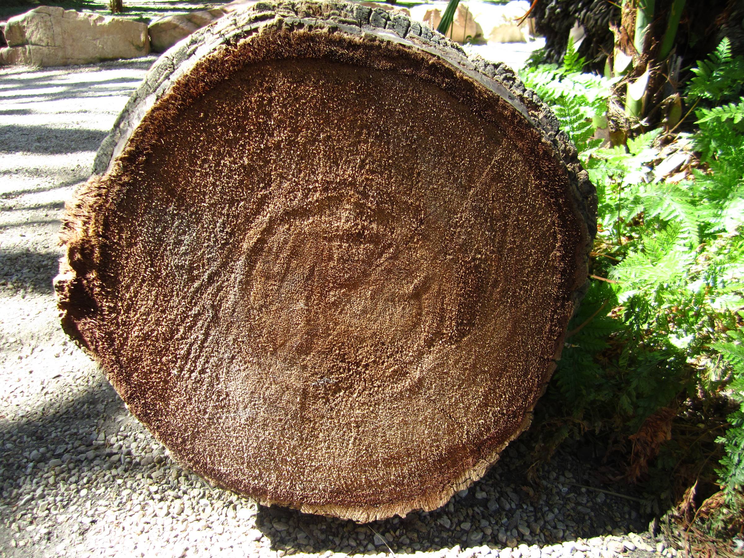 A cross-cut shot of the inside of a palm stem