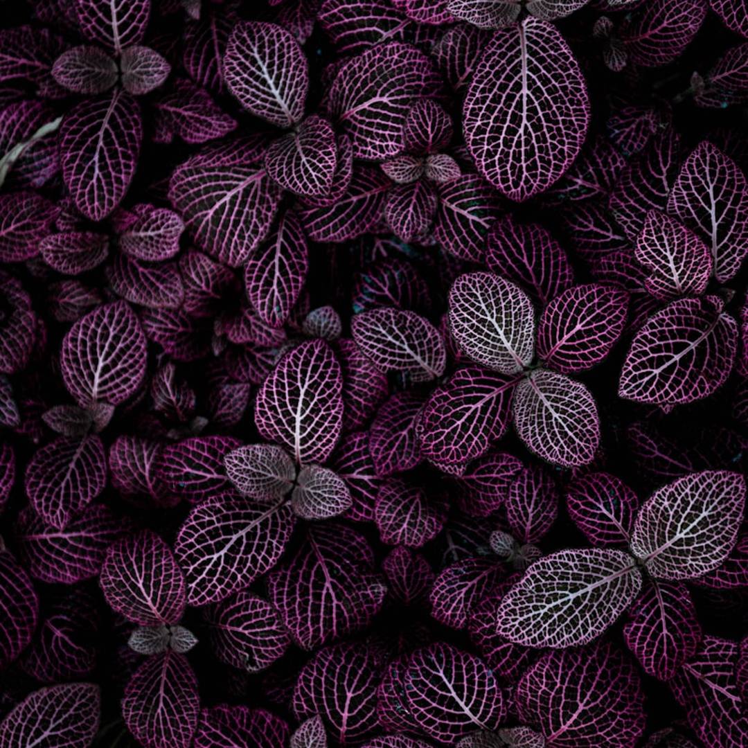 purple plant