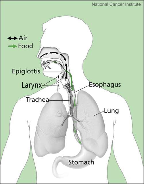 a diagram showing the close proximity of the trachea and the esophagus