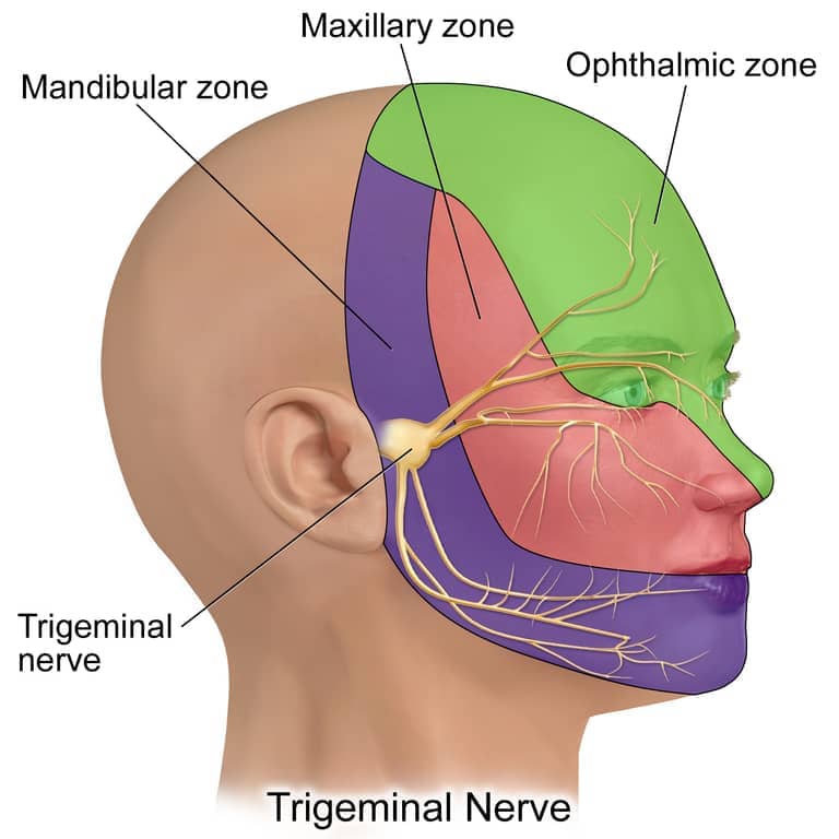 Trigeminal Nerve diagram
