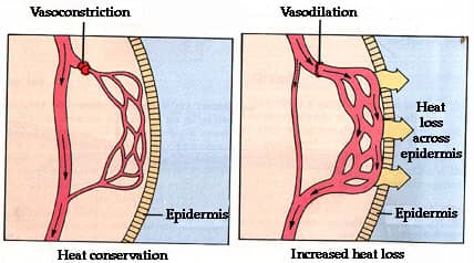 Diagrams showing vasoconstriction and vasodilation for heat conservation and increased heat loss. 