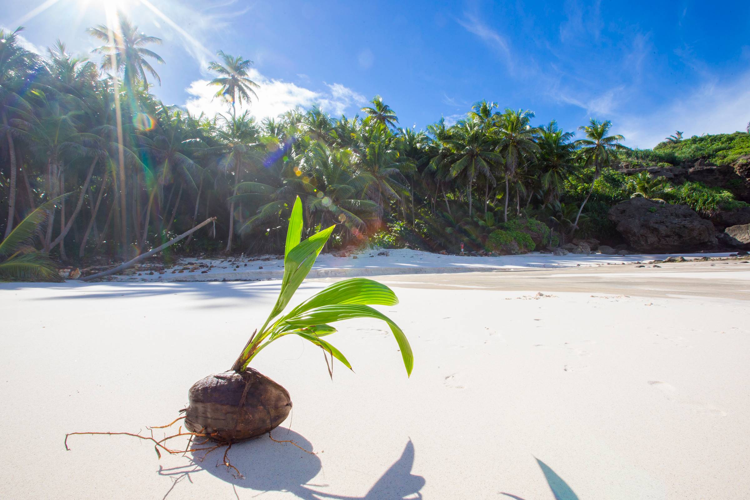 Coconut seedling germinating on a sandy beach.