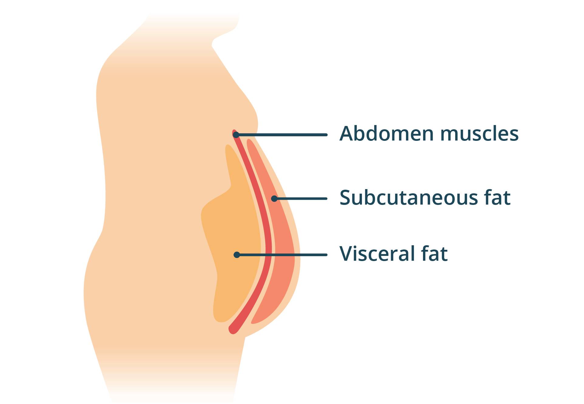 Diagram showing where visceral fat is. 