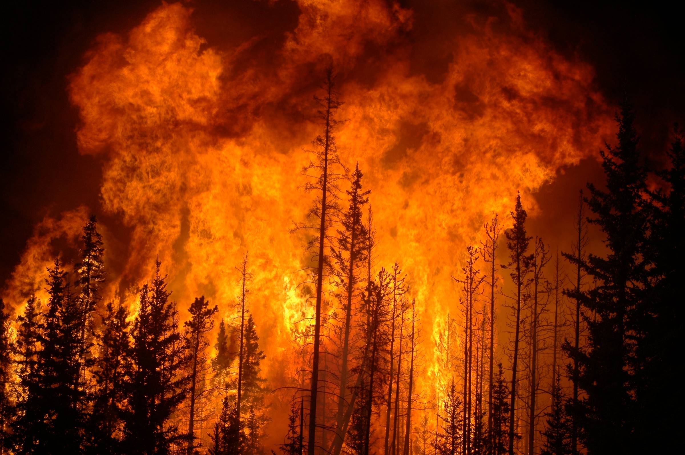 wildfire at night in forest