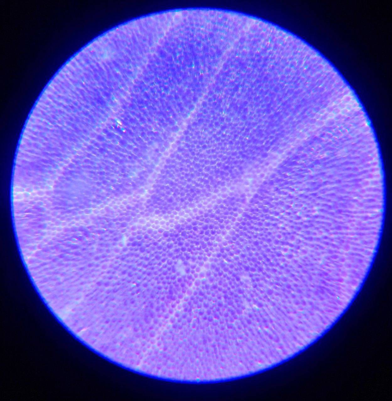 Close-up view of purple anthocyanin pigments in an unidentified flower cell. 