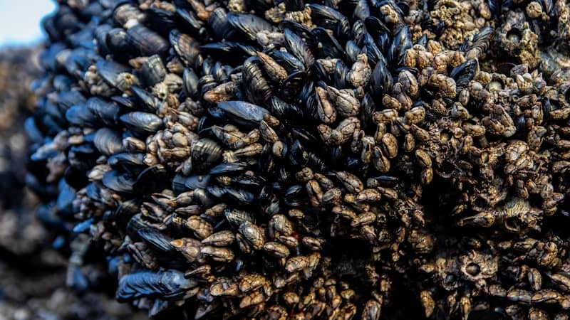 a large group of clams