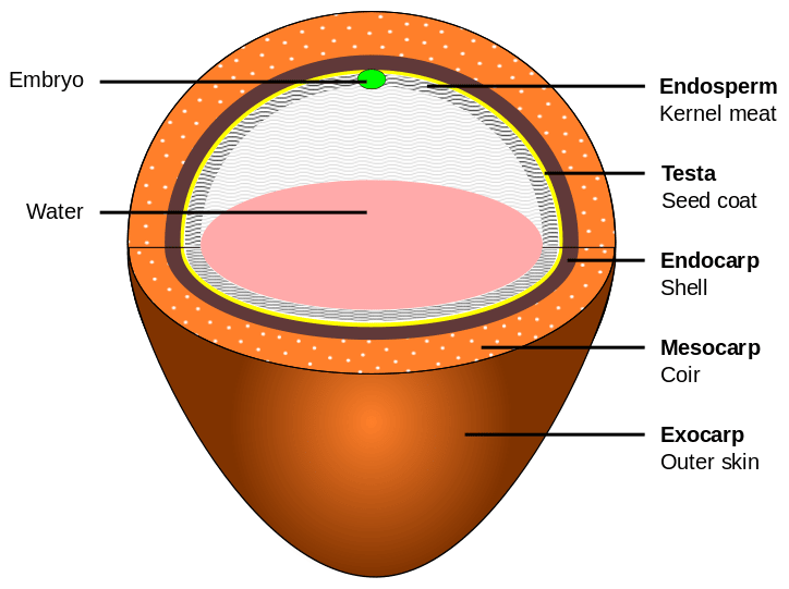 A diagram of a coconut's layers from the exocarp (outer skin), Mesocarp (core), Endocarp (shell), Testa (seed coat), Endosperm (kernel meat), water, and embryo 