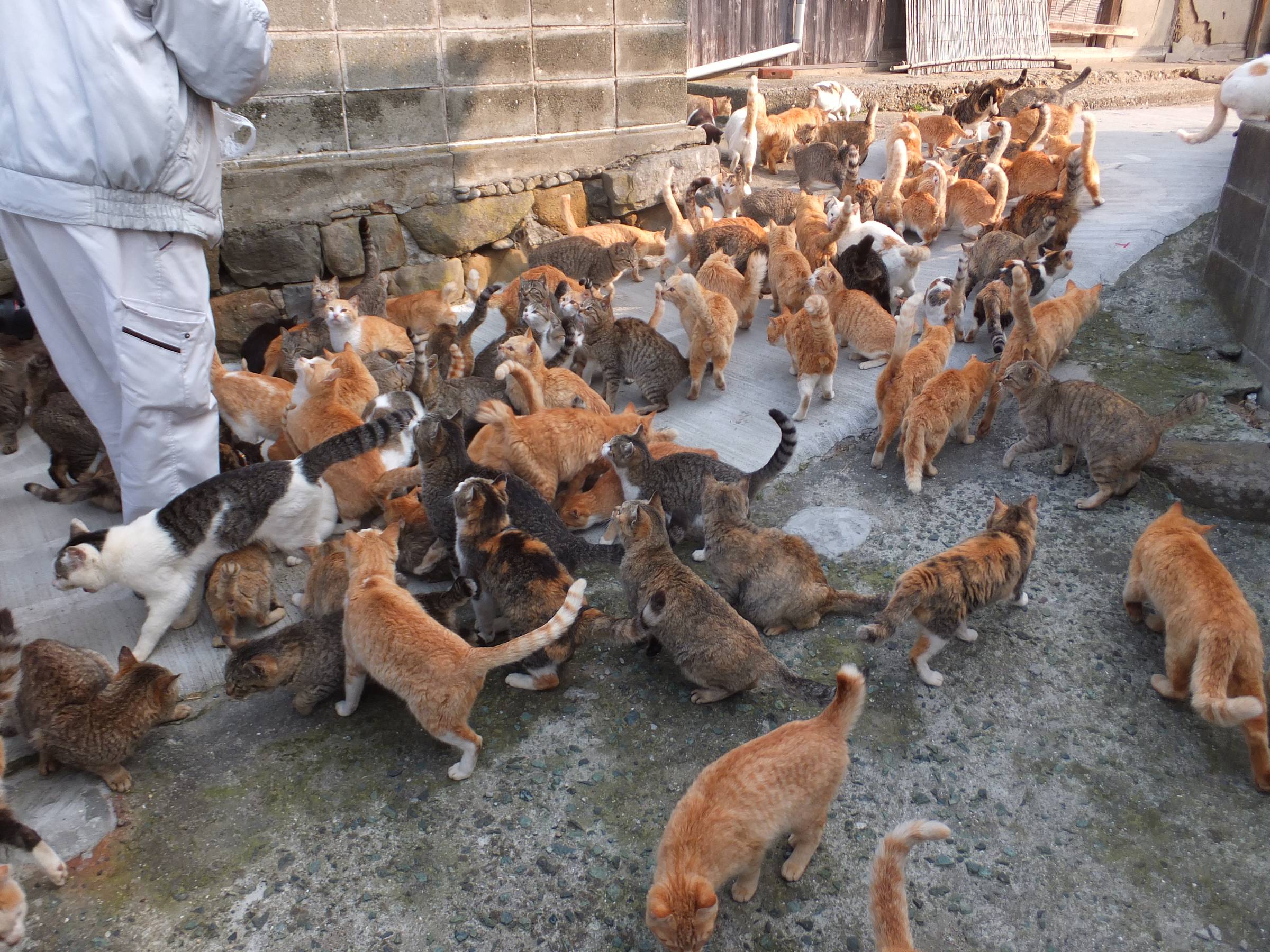 Cats on Aoshima